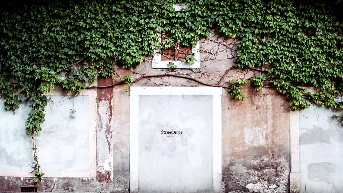 A closed white door set into an old plastered wall overgrown with ivy above it